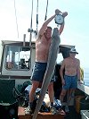 conger fishing no 2
